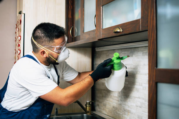 Wasp Removal Services in Ohkay Owingeh, NM