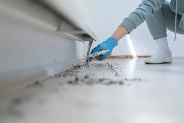 Reliable Ohkay Owingeh, NM Pest Control Solutions